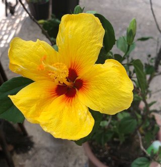 &#x{11:F9E6};&#x{11:F9E6};ガーデニング好きな方【情報交換】&#x{11:F9E6};&#x{11:F9E6};