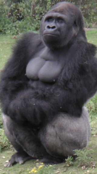 オールスター【メルカリ】チャンネル名鑑