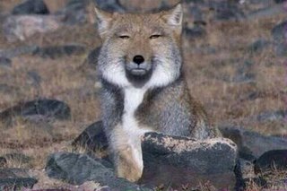 ＳＰＥＥＤ今井絵理子さん大出世！　内閣府の政務官に