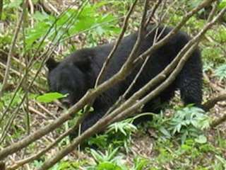【秋田】クリ拾い中、クマに襲われ男性けが　仙北市の山林