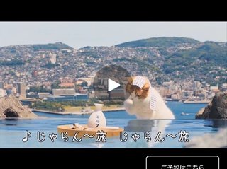 猫について何でもどうぞ【ねこ総合】