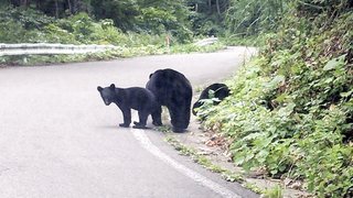中3男子が帰宅中クマに襲われけが　秋田・鹿角市
