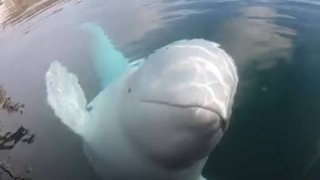 カメラを水底に落としたら…　一部始終がカメラに録画されていて話題に