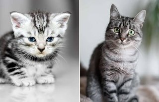 なぜ子猫が…　両陛下宿泊、厳重警備のホテルに紛れ込む