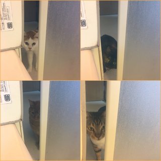 「大丈夫かな？」　お風呂に入ると心配して次々覗きにくるニャンコ