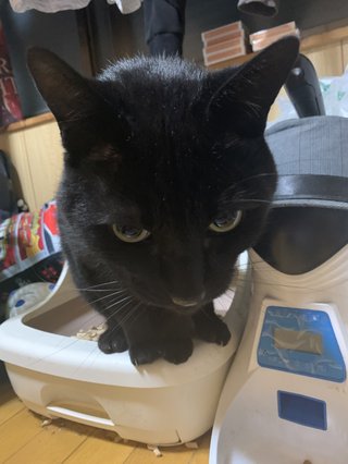 僕のうんちしてるとこ見て。