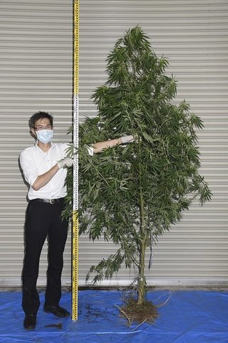 【Dr.ﾏﾘﾌｧﾅ】大麻栽培容疑で看護師逮捕、長野　千曲川の河川敷で