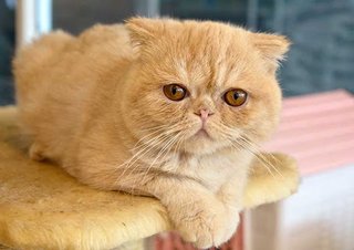 猫の「ゴロゴロ音」に隠されたメッセージとは？