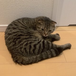 youtuber プチプラのあや