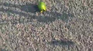 最後の願い　ネコにゃんたすけてpart2