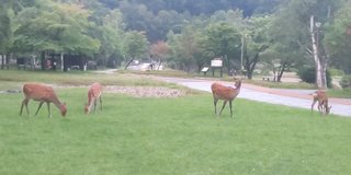 &#x{11:F8E2};なんでもいｰから&#x{11:F8E2};