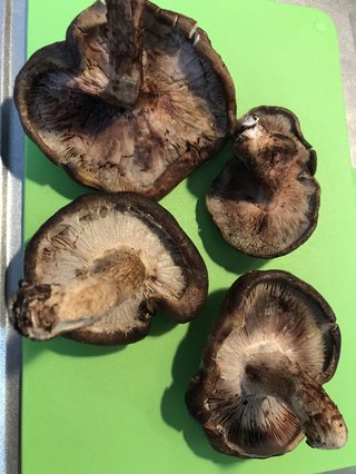 このシイタケ食べられる？