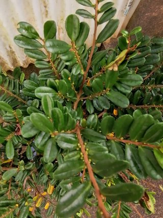 &#x{11:F9E6};&#x{11:F9E6};ガーデニング好きな方【情報交換】&#x{11:F9E6};&#x{11:F9E6};