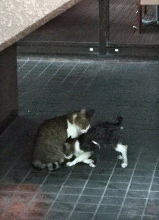 【長崎】「川に落ちた子猫」通行人らが救出劇　銅座川