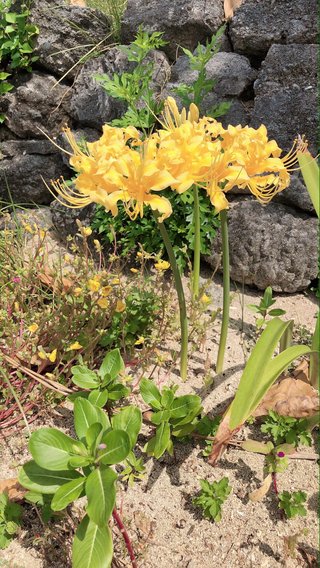 【総合】沖縄【作ったさ～】