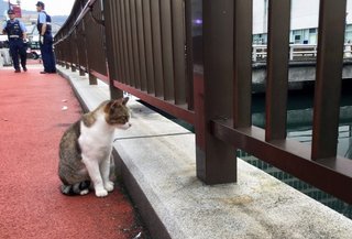 【長崎】「川に落ちた子猫」通行人らが救出劇　銅座川