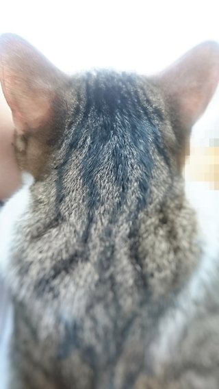 ねこが私で暖をとってる