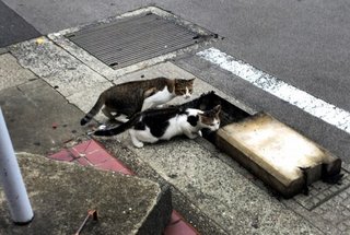 【長崎】「川に落ちた子猫」通行人らが救出劇　銅座川