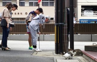 【長崎】「川に落ちた子猫」通行人らが救出劇　銅座川