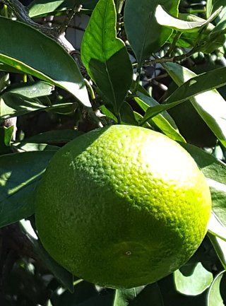 松居一代  IDアリ 多少のトピずれ・自分語りOK・人生いろいろ