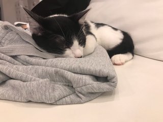 藤あや子、孫の運動会に作った弁当が「すごい豪華！」