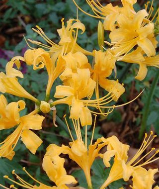 【総合】沖縄【作ったさ～】