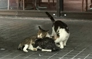 【長崎】「川に落ちた子猫」通行人らが救出劇　銅座川