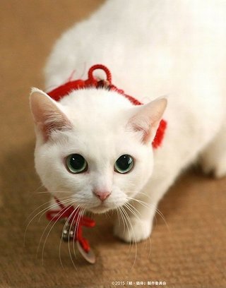 【韓国】北村一輝が“反日映画”に準主役で出演