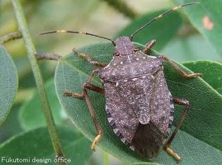 カメムシ出現！