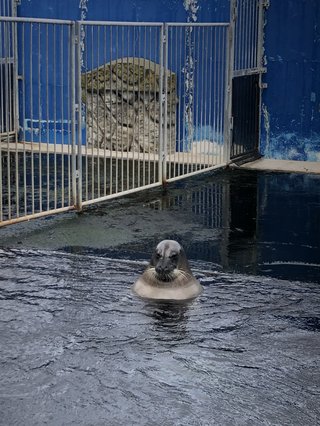 アザラシを見に行った結果→「露天風呂のオッサンやないか」