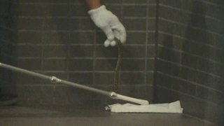 住民が捕獲！ 都内のマンションに「マムシ」出現の謎