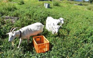 大学の珍部活「ヤギ部」って何？