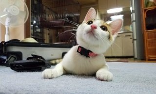 猫について何でもどうぞ【ねこ総合】