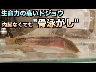 魚の身をそぎ、内臓をとって、骨だけにして泳がせつつ、その身を食べる「骨泳がし」