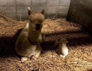 アルパカの赤ちゃん名前募集！　【東武動物公園】
