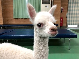 アルパカの赤ちゃん名前募集！　【東武動物公園】