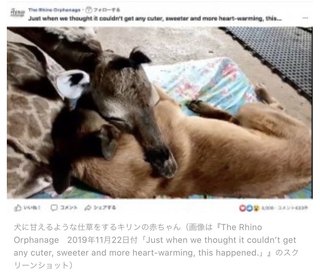 母親に捨てられたキリンの赤ちゃんが犬に甘える（南ア）