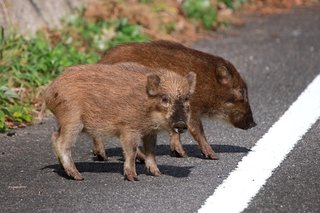 【兵庫】イノシシに襲われ５歳と６０代の男女けが　赤穂