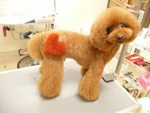 《不適切飼育を告発》「天才！志村どうぶつ園」の白井家　“飼い犬に殺処分危機”“ヤギに落書き”