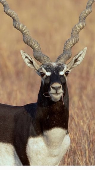 トナカイ飼ってない人