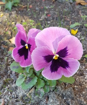 松居一代  IDアリ 多少のトピずれ・自分語りOK・人生いろいろ