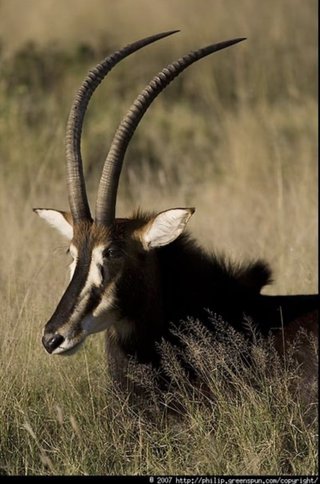 トナカイ飼ってない人