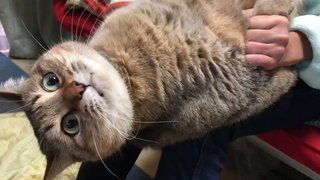ネコ 腹筋