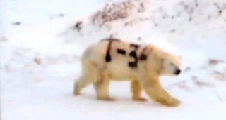 シロクマの体に「T-34」の落書き　獲物の捕獲に影響も＝ロシア