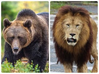 ヒグマとライオンが戦ったらどっちが勝つ？