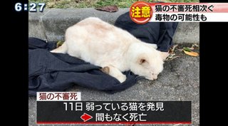 猫の不審死相次ぐ　毒物の可能性も