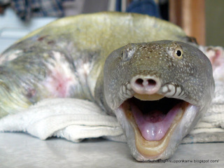 東出昌大、ＣＭ相次いで削除【唐田えりかと不倫】