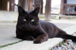 クロネコがピンポンを連打