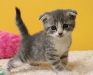 もし不倫をしていなければ、唐田えりかって第二の能年玲奈、有村架純くらいの存在には