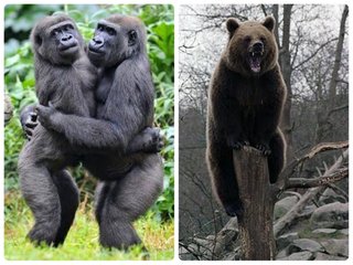 ゴリラ2匹とヒグマ1匹が戦ったらどっちが勝つ？